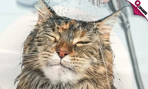 Pet Grooming for Dogs & Cats at Advanced Veterinary Center!